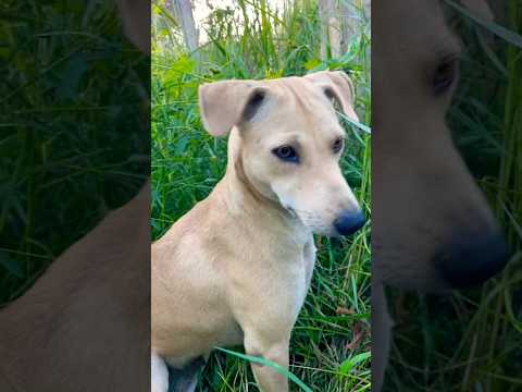 #puppy #doglover #cute #animals #funny #doglove #dog #barking #love #shortvideo #top #pets #cat