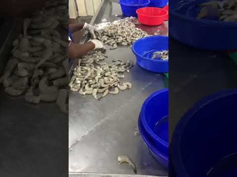 #shrimps#assorted#warehouse#kochi#kerela#