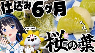 【大発見の続き】桜のアノ味を確かめるために、葉っぱを6ヶ月も塩漬けにした結果。