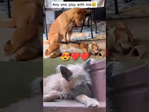 please play with me 😢❤ #please_subscribe_my_channel #viewskaisebadhaye #pets #petlovers