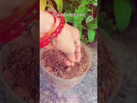🌱सितंबर के महीने में गेंदा की बीजों से पौधे तैयार करें🪴👍💯 ||#garden #merigold #plants #tips #shorts