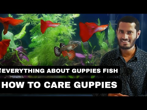 How to care Guppy fish in cold season (2025 ) Gupp अधिमूल्य  क्वालिटी फिश फ़ूड को सबसे अच