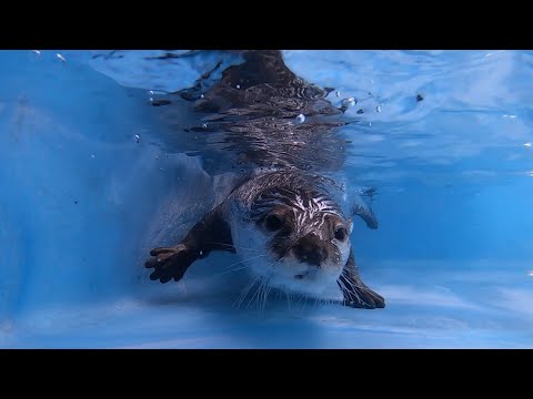 プール日和！夏とカワウソとプール！ Pool Day! Summer, otter and pool!