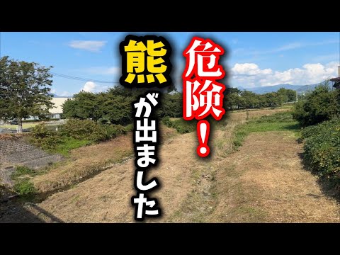 子猫と保護猫シェルター前に現れた熊の出来事 サムネイル