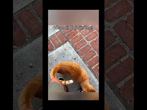 funnydogs#cute#doglover#doglife#cure#dogshorts#pet#doglife#dogshorts