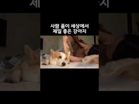 <strong>사람</strong> 품이 세상에서 <strong>제일</strong> 좋은 강아지