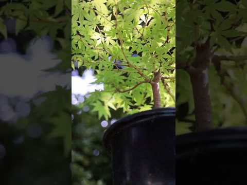 6月の7年生モミジ