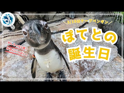 猫の動画サムネイル - 【誕生日】ケープペンギン「ぽてと」1歳の誕生日【サンシャイン水族館】
