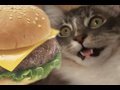thecatdiaries