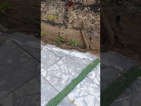 അണലി റെസ്ക്യൂ 🐍 #dinoviper #viper #Russell'sviper #braveviper #reptiles #rescue