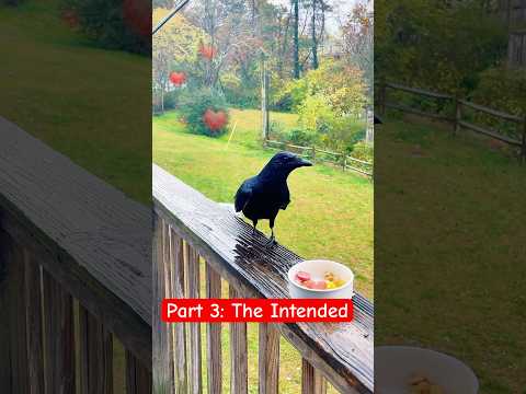 Part 3: The Intended 🖤🐦⬛🏴☠️