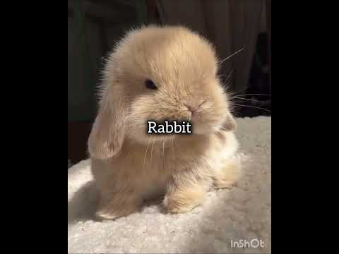 let's see who is going to be next!! #ytshorts #editzz #animeedit #blackpink #kpop #twinkleberries