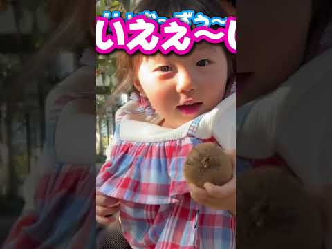 【できみちゃん】キウイフルーツ狩りってあるんですね #shorts #youtubeshorts #ショート #3歳女の子 #子供のいる暮らし