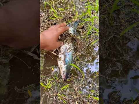You Won’t Believe This Fish I Found 🎣😮 !! #fishing #facts #infoknow #fishtips #fishyfacts