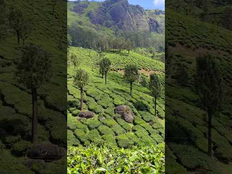 natural !! Munnar trip ❣️