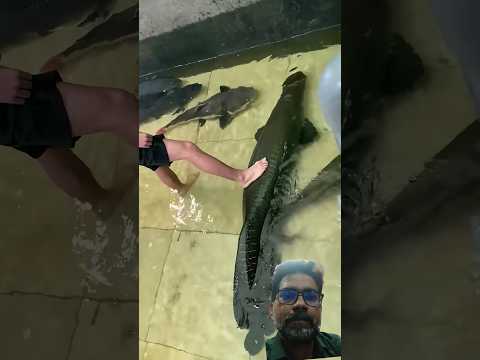 fishing 🎣 #fishing #trending #cooking #tranding #viral #shortsfeed #cartoon #funny