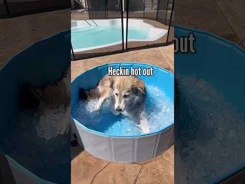 Funny and cute dogs compilation#funnydogs#cute#doglover#doglife#cure#dogshorts#pet#doglife#dogshorts