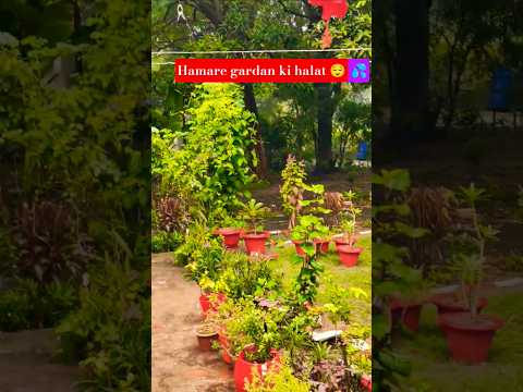 Monsoon Vibes 💦#monsoon #plants #plantscare #shorts#gardening #rain #gardeningtips #gardeningideas