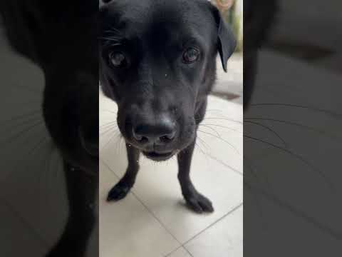 Bé Đen thưởng thức món yêu thích bánh con sâu, ăn hết luôn 7 con :)) #relaxing #pets #dog #shorta