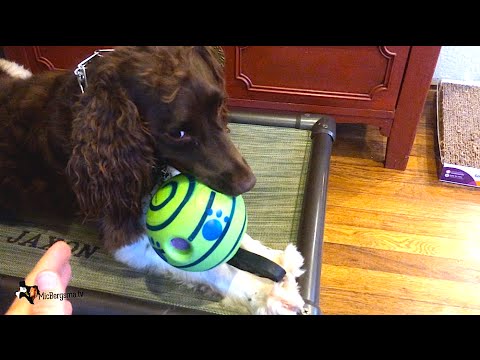 Ball and Funny Dog  - Oops at end! - UCTs-d2DgyuJVRICivxe2Ktg