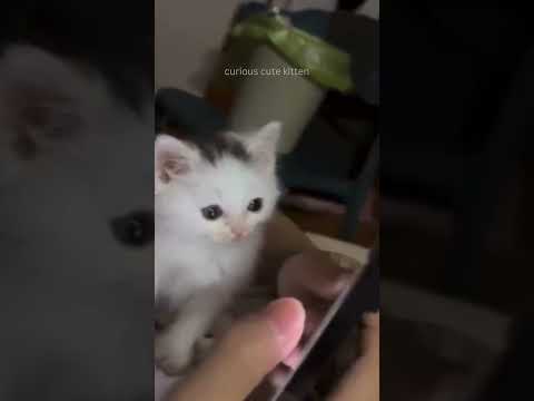Curious cute kitten! Just browsing!