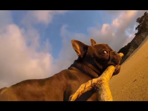 GoPro: Chicken The Dog - TV Commercial - UCqhnX4jA0A5paNd1v-zEysw