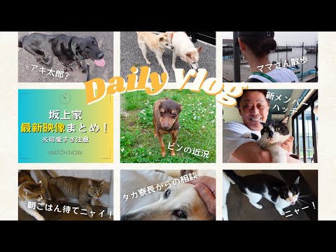 【Daily Vlog】ピンの近況！！ママさんと坂上パパのお散歩！新メンバーハッチ！etc...〜可愛いがいっぱいの坂上家最新映像まとめ⑤〜