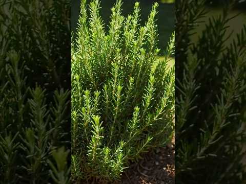 como cuidar del romero para tenerlo muy verde #plantas #jardin