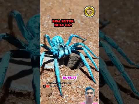 #comedy #hewan #funny #animals #facts #spiderman #reaction #shorts #shortsvideo