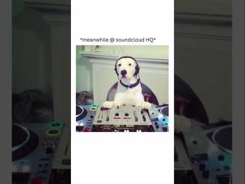 How does the mix sound?  🎧🐶 via frontdoor_records #musicproduction #dog #soundcloud #producertech