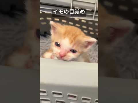 茶白イモ幼猫兄弟の目覚めの時 #cat  #猫  #ねこ  #animal  #cute  #猫のいる暮らし #shorts