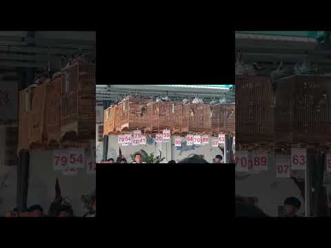 Mã 75 chim thi ngoái nhẹ lông mới nết banh xoè 🐻🌾 êm