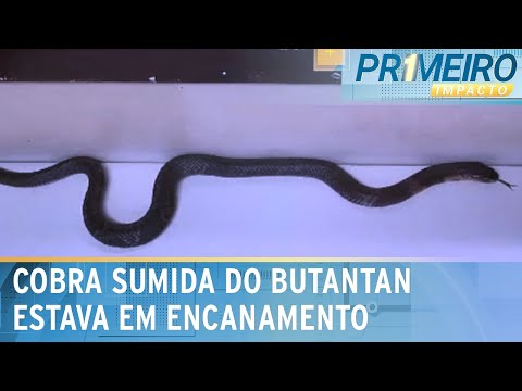 Naja que desapareceu no Instituto Butantan é encontrada | Primeiro Impacto (07/06/24)