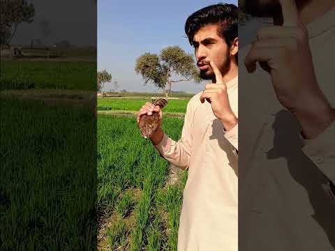 Trap shikra bird and after release in Jungle #harehunting #birds #whitetailed #vulture