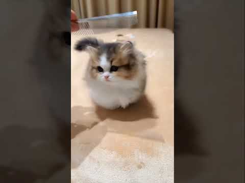 Cute baby Kitten😍💖 #viralvideo #shortvideo #shorts #shortsfeed #cuteanimal #cute #cat #kitten #trend