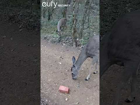 Protective Deer Gets Angry When Another Deer Gets Too Close | Wild Deer Behavior Up Close! #shorts