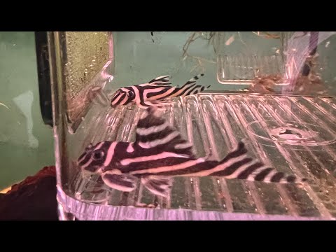 L046 Zebra pleco unboxing! Adding 3 more zebras to Unboxing my 3 new L046 zebra plecos and showing off my existing group of 3 in there 40 breeder setup