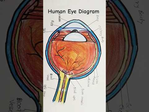 Human Eye Diagram
