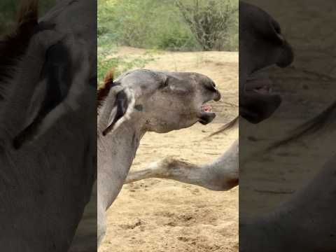 #ghadha #trendingshorts #jungle #ytshorts