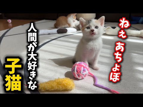 猫の動画サムネイル - 兄弟が寝ていても人間に寄ってくる子猫が可愛すぎる