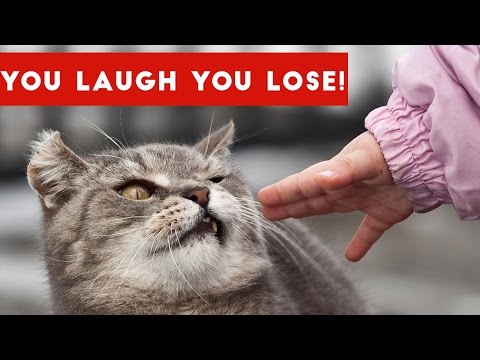 IF YOU LAUGH, YOU LOSE Funniest Animal Compilation 2017 | Funny Pet Videos - UCYK1TyKyMxyDQU8c6zF8ltg