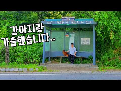 강아지랑 가출했습니다..