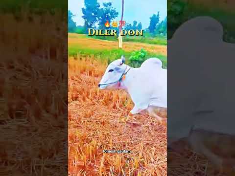 Dr kailash bhau ka (diler don)..#bailgada #bullfarm #shorts