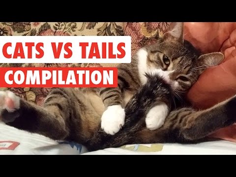 Cats Vs Tails Video Compilation 2017 - UCPIvT-zcQl2H0vabdXJGcpg