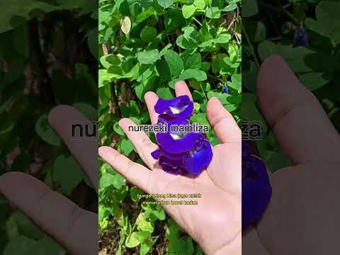 manfaat bunga Telang #shorts #budidayatanaman #pertanian #bunga #garden #manfaat #fyp #plants #sehat