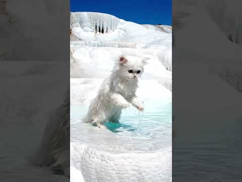 Adorable Turkish Angora Kitten Dances on Pamukkale’s White Terraces! 🐱💃⛰️ #cat #prompt #animaldance