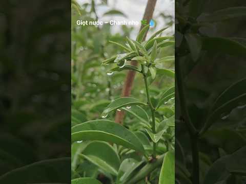 Cây chanh nho dưới giọt sương – chill hết nấc. #shorts #cayxanh #chanhnho #giotnuoc #chill