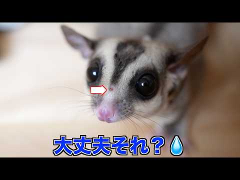 りく君が怪我のため病院へ