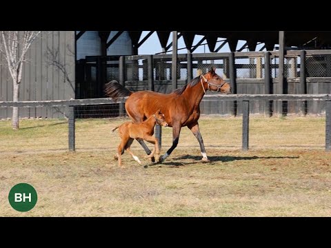 Meet Champion Letruska's First Foal!