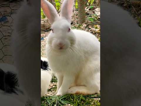 #cute #yummy #rabbit #rabbits #lovely #love #shortvideo #short #shorts #top #funny #shortvideo #top